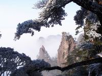 黄山松