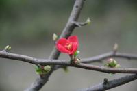 春暖花开